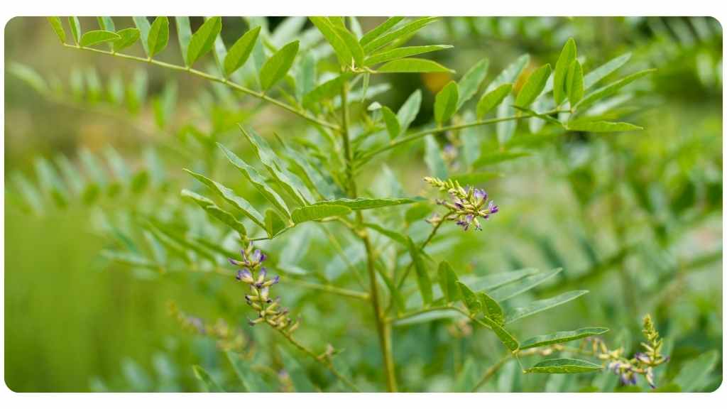 licorice root benefits