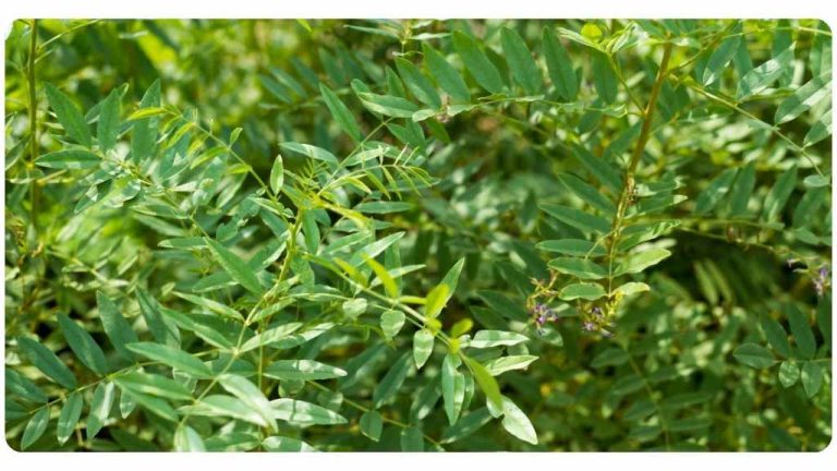 health benefits of licorice root