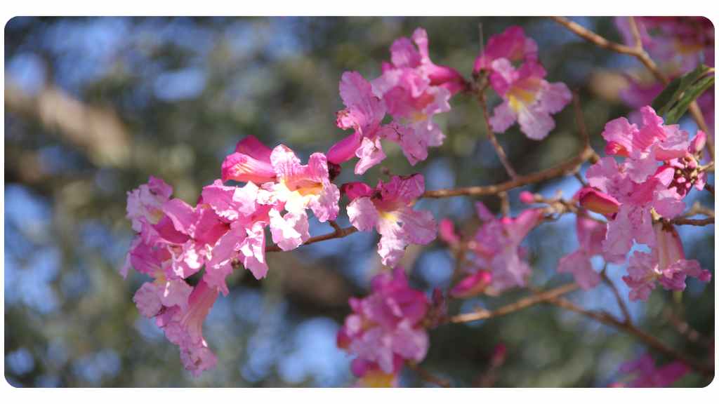 benefits of pau d'arco