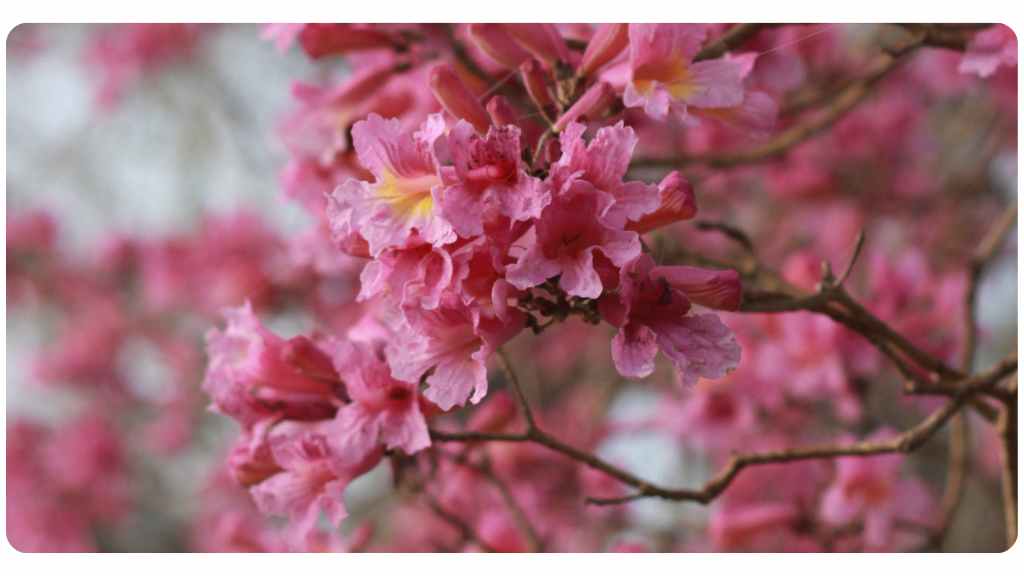 pau d'arco: benefits, dosage, & safety