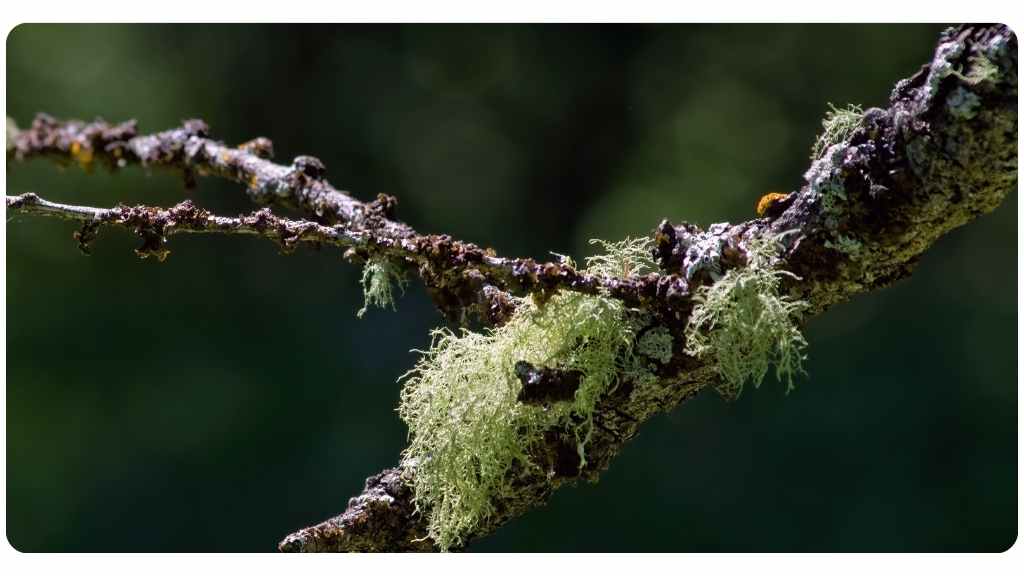 usnea health benefits