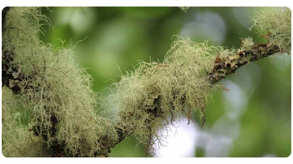 health benefits of usnea