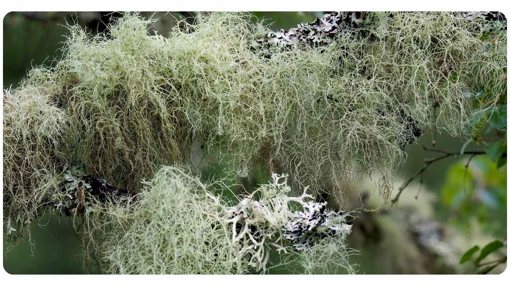 4 benefits of taking usnea