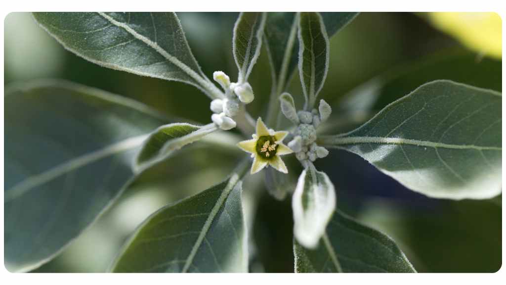 herbs for love - ashwagandha