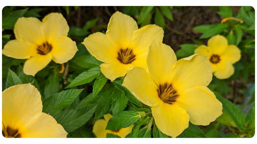 herbs for love - damiana - conclusion