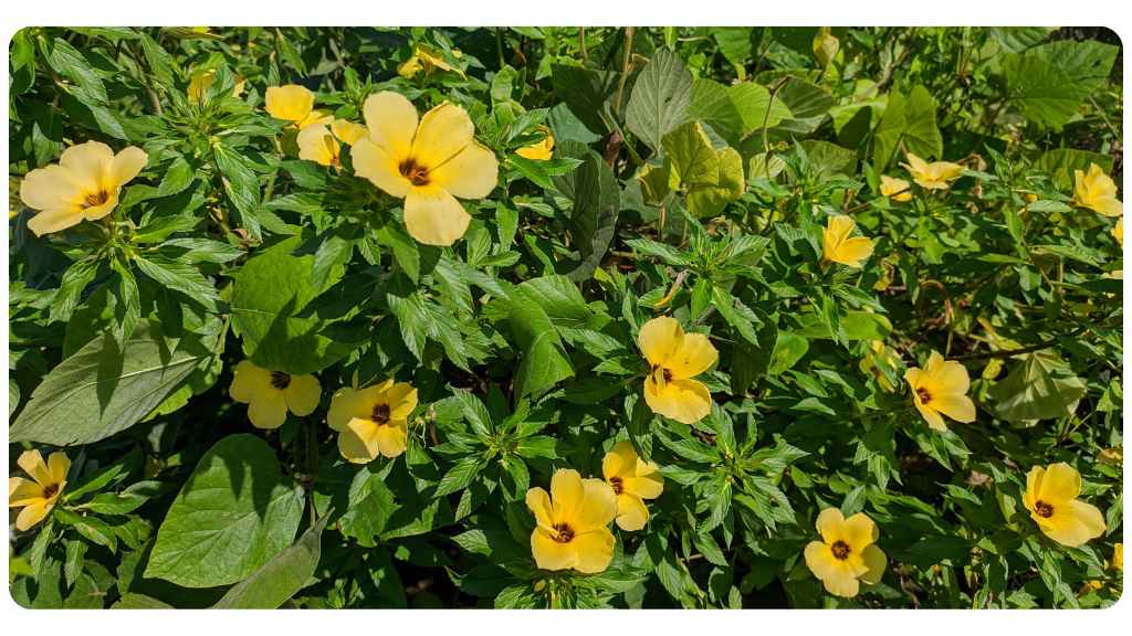 herbs for love - damiana
