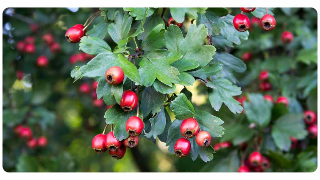 herbs for love - hawthorn