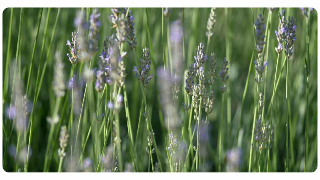 herbs for love - lavender