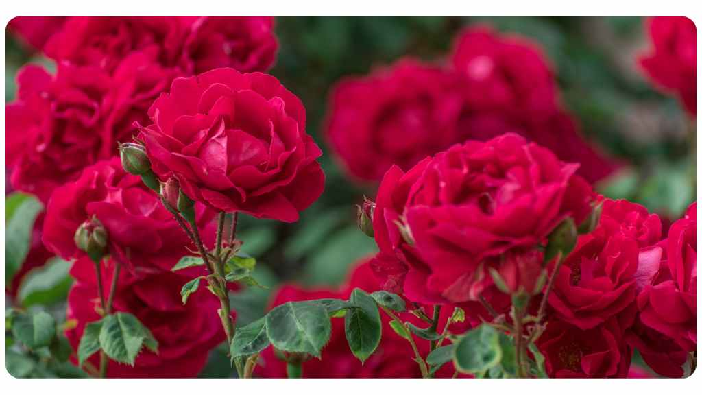 herbs for love - rose