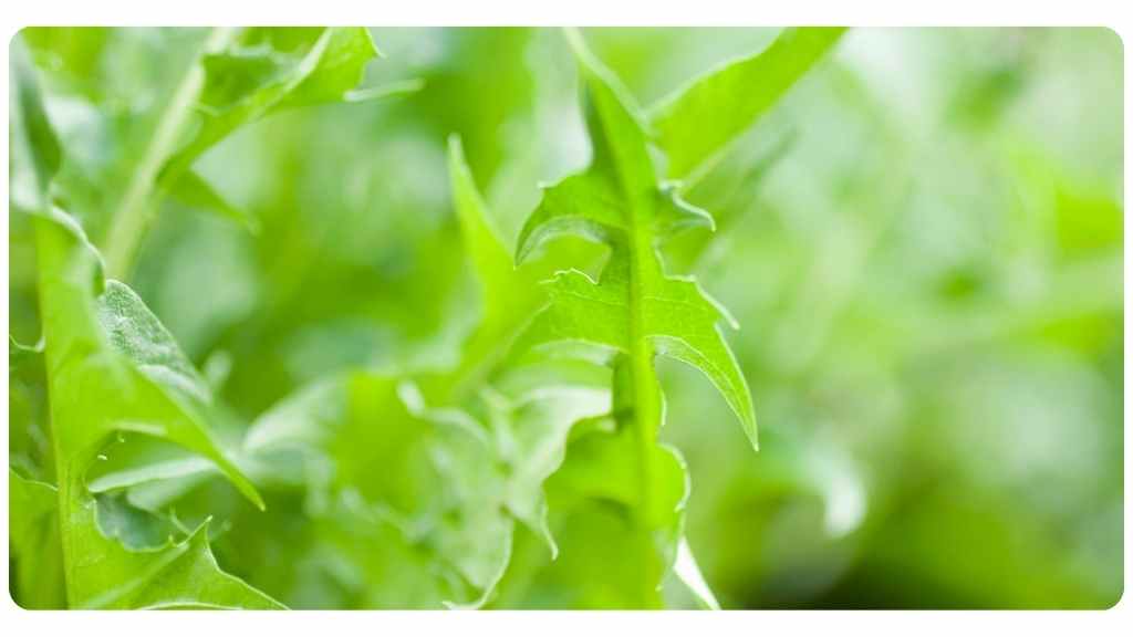 herbs high in iron - dandelion