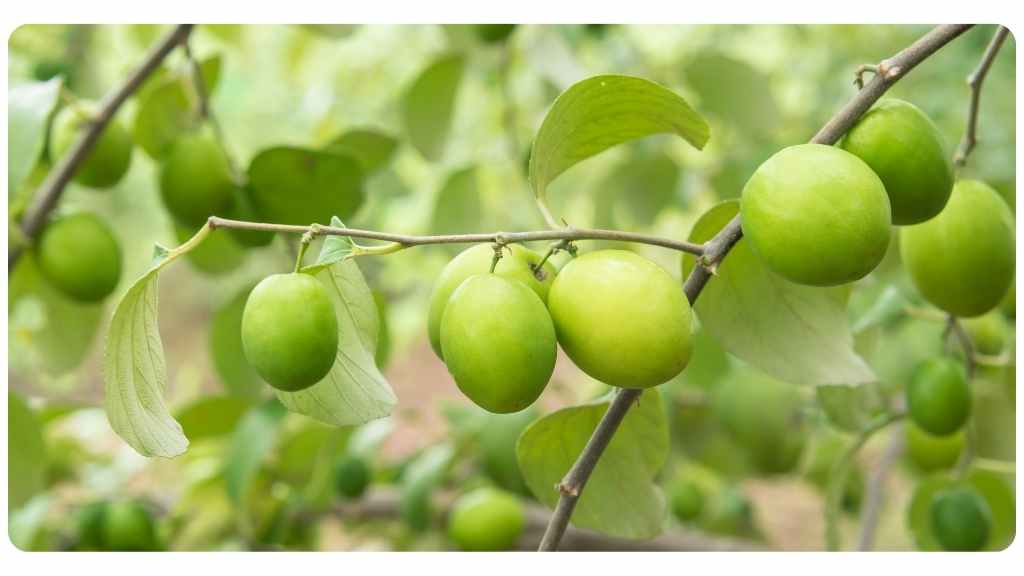 herbs high in iron - jujube