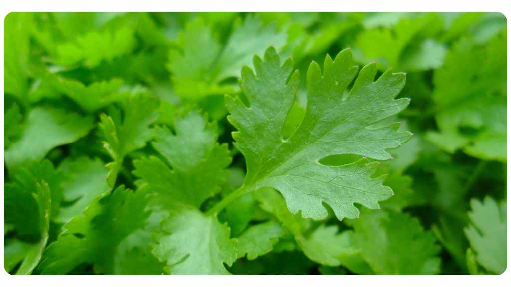 herbs high in iron - parsley