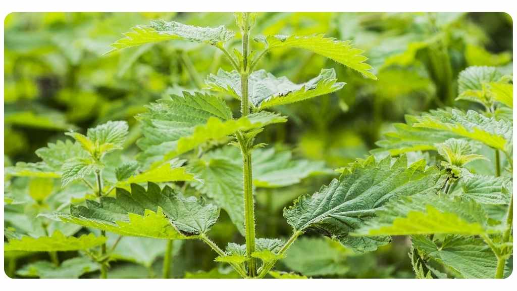 herbs high in iron - stinging nettle