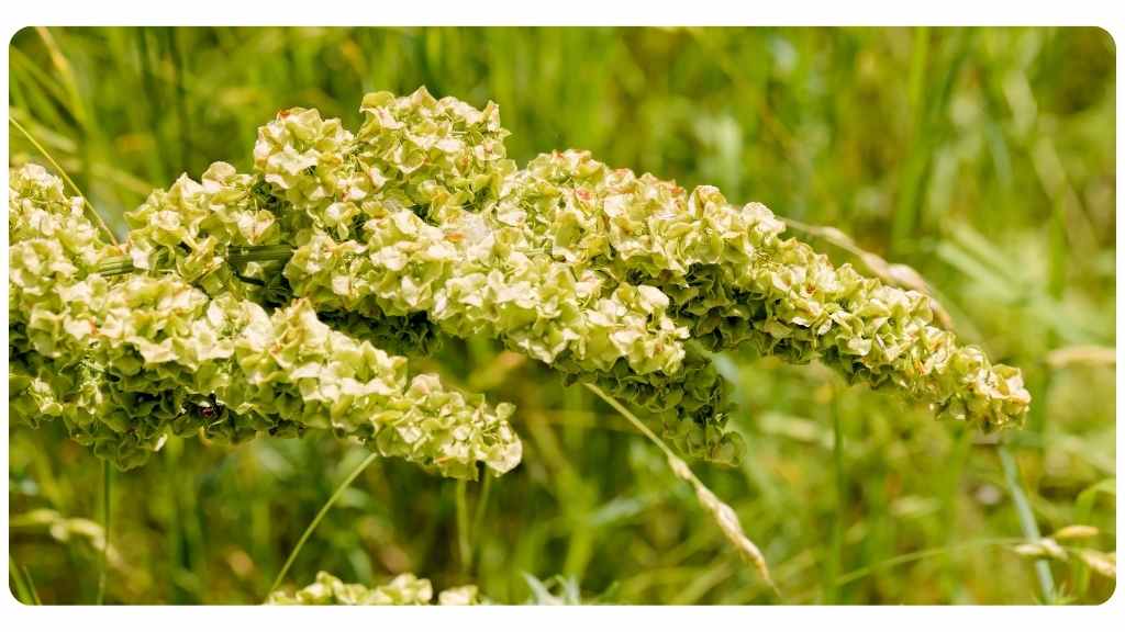 herbs high in iron - yellow dock