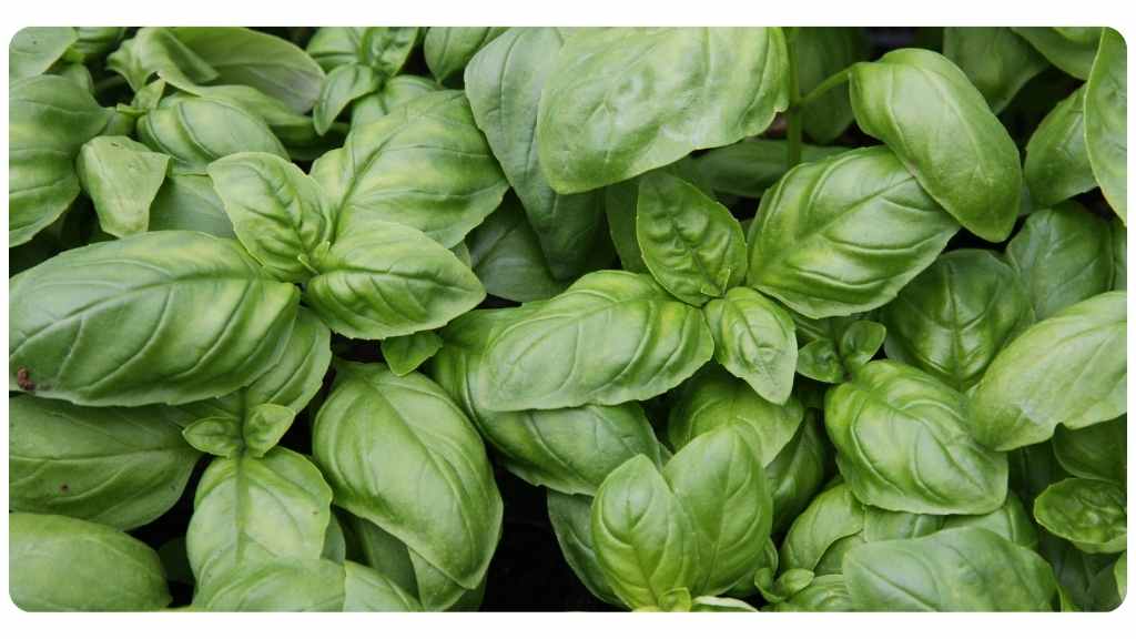 herbs high in magnesium - basil