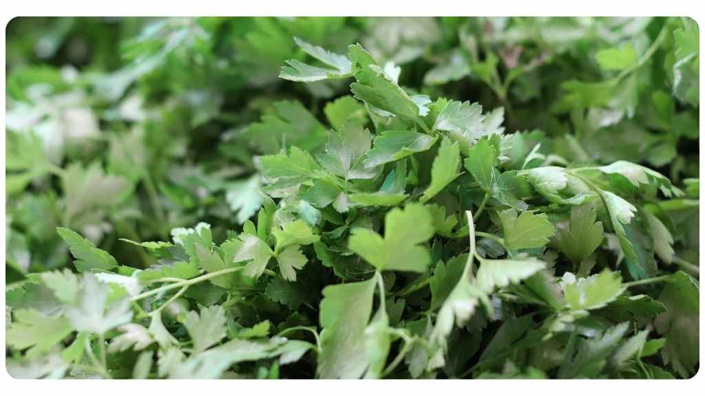 herbs high in magnesium - coriander
