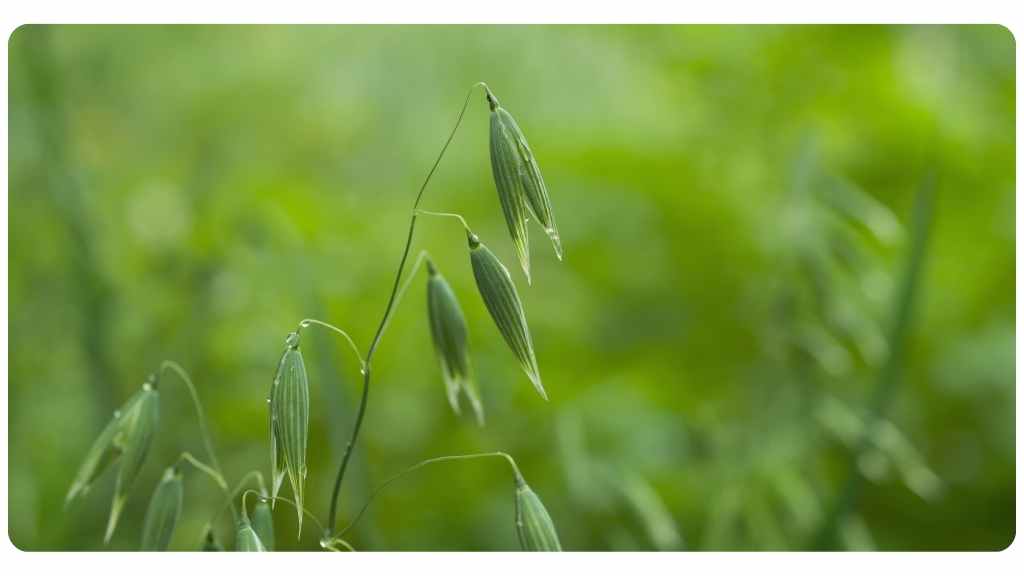 herbs high in magnesium - milky oats