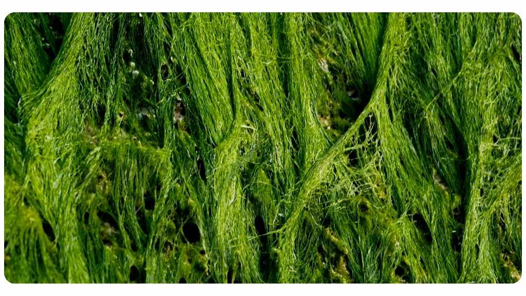 herbs high in magnesium - seaweed