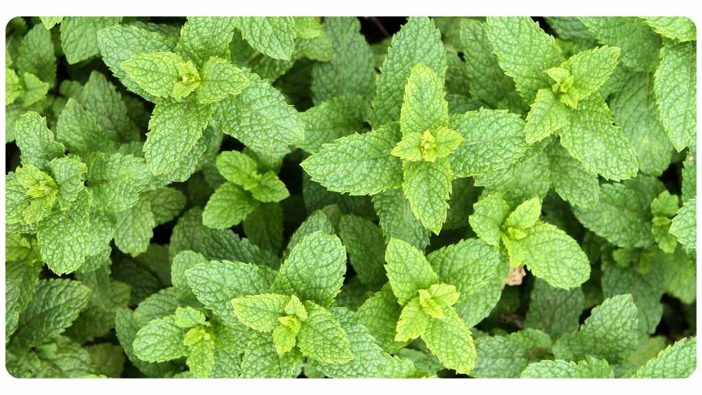 herbs high in magnesium - spearmint