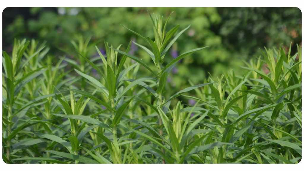 herbs high in magnesium - tarragon