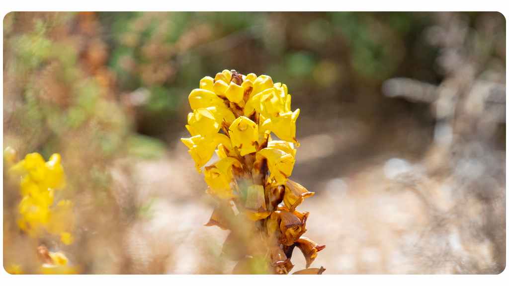 benefits of cistanche for testosterone