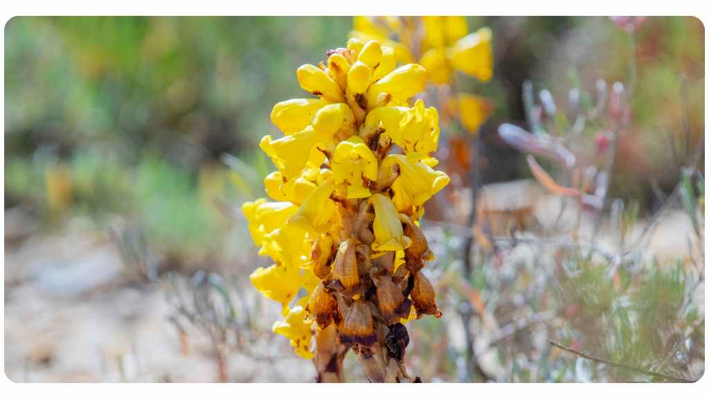 cistanche for testosterone