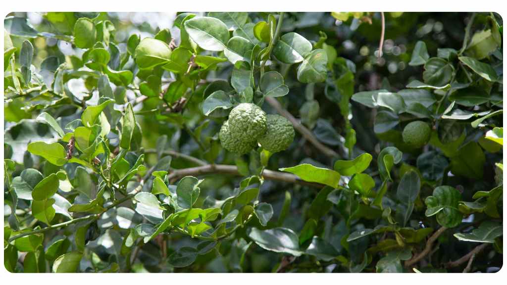 citrus bergamot dosage