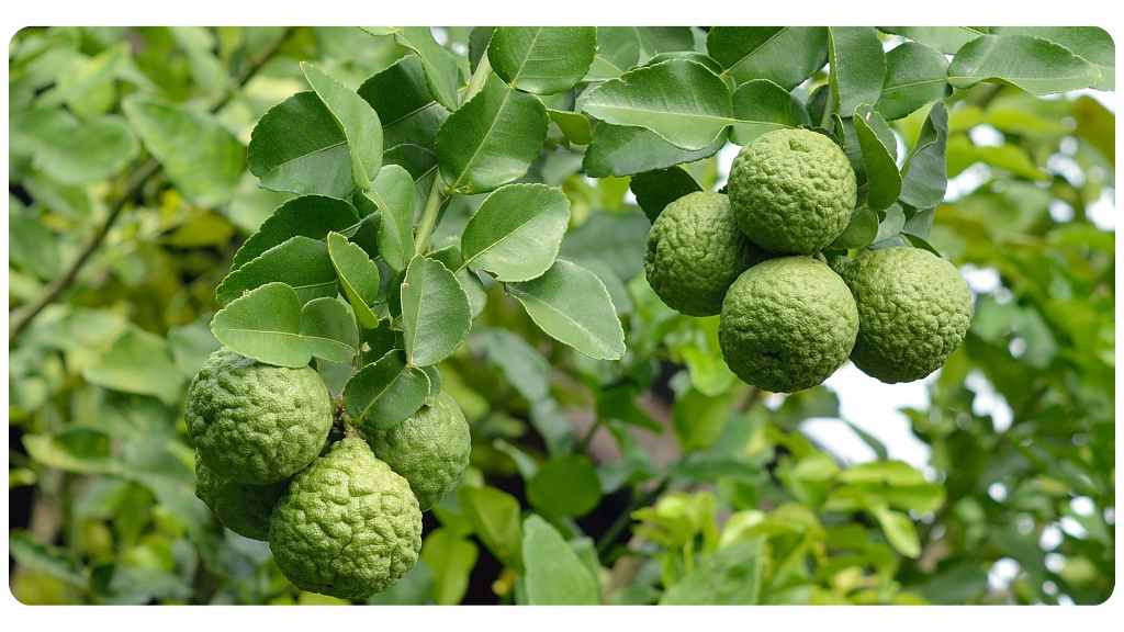 benefits and citrus bergamot dosage