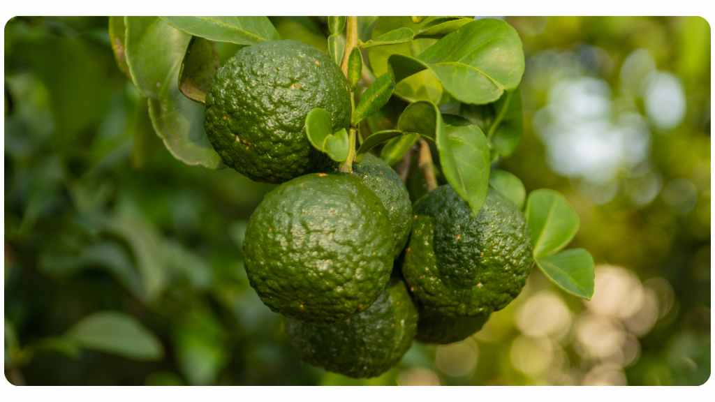 citrus bergamot for blood sugar & weight loss
