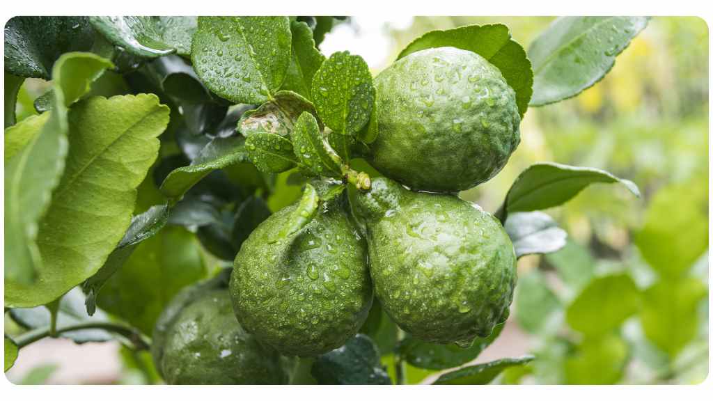 benefits of citrus bergamot for cholesterol