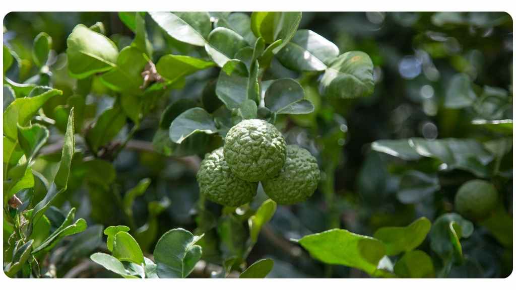 citrus bergamot for inflammation benefits