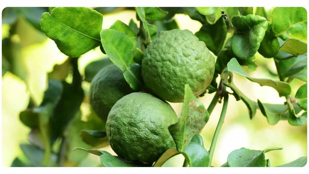 citrus bergamot safety, benefits, and side effects