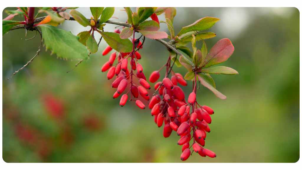 citrus bergamot vs. berberine - berberine