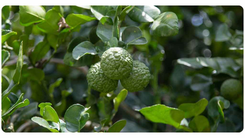 citrus bergamot vs. berberine - citrusbergamot