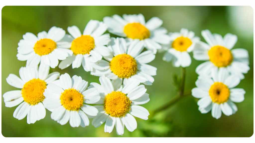 benefits of feverfew