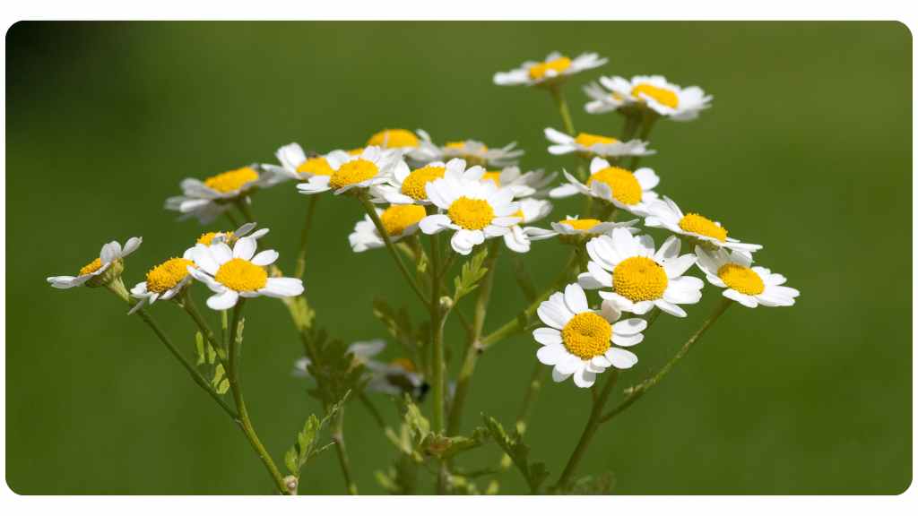 feverfew benefits