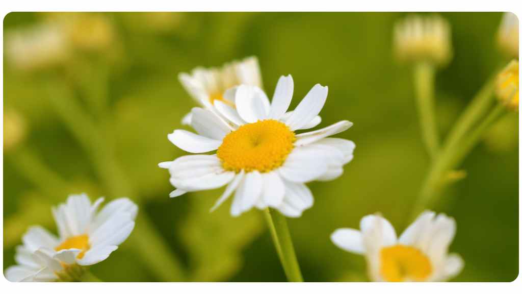 4 feverfew benefits