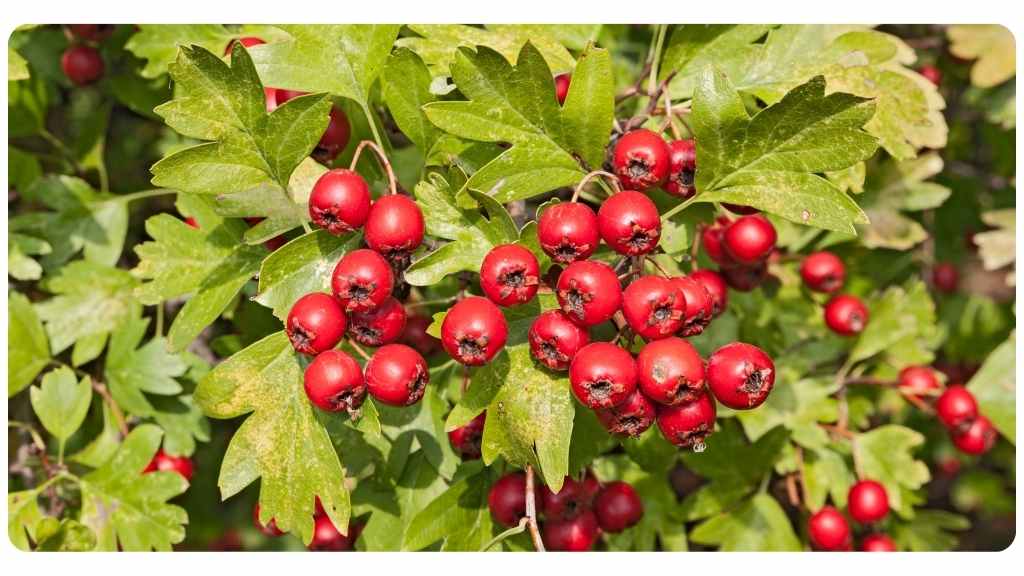 benefits of taking hawthorn