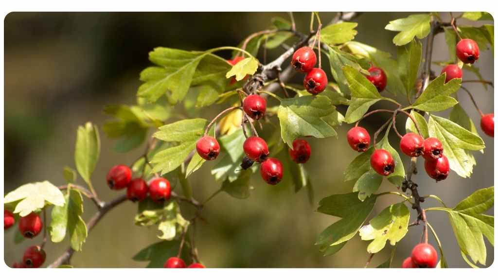 hawthorn benefits