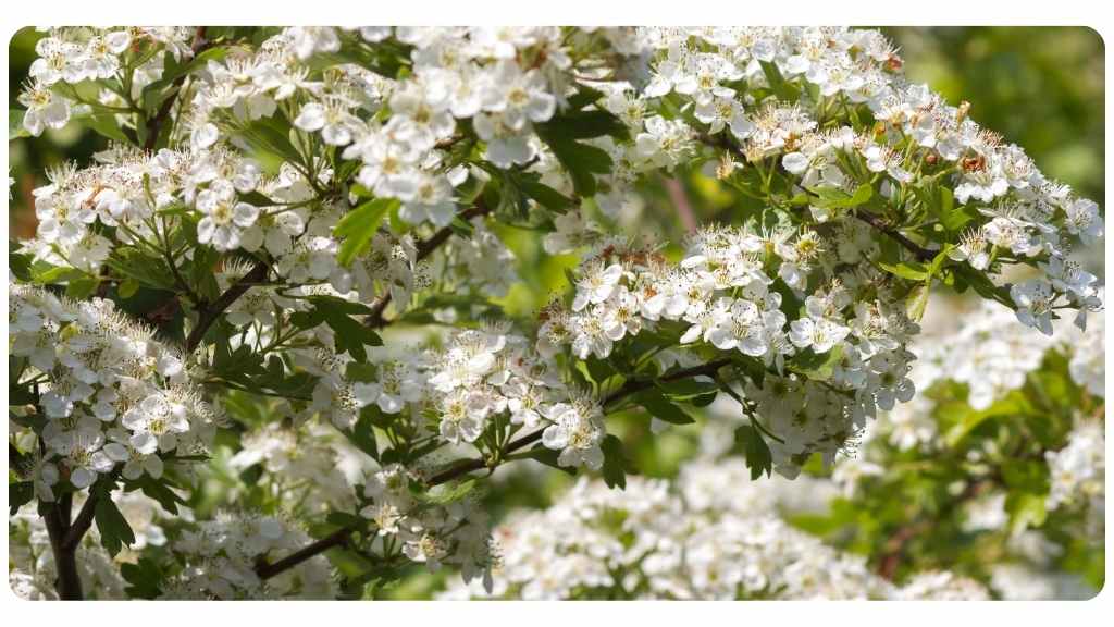 hawthorn benefits