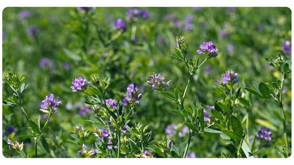 herbs high in vitamin d