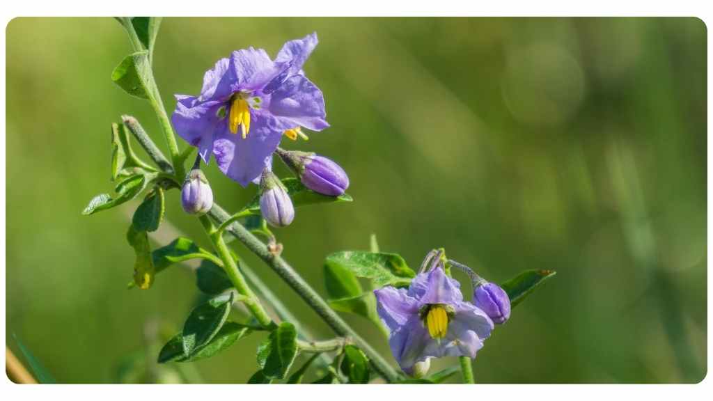 herbs high in vitamin d - waxy leaf nightshade