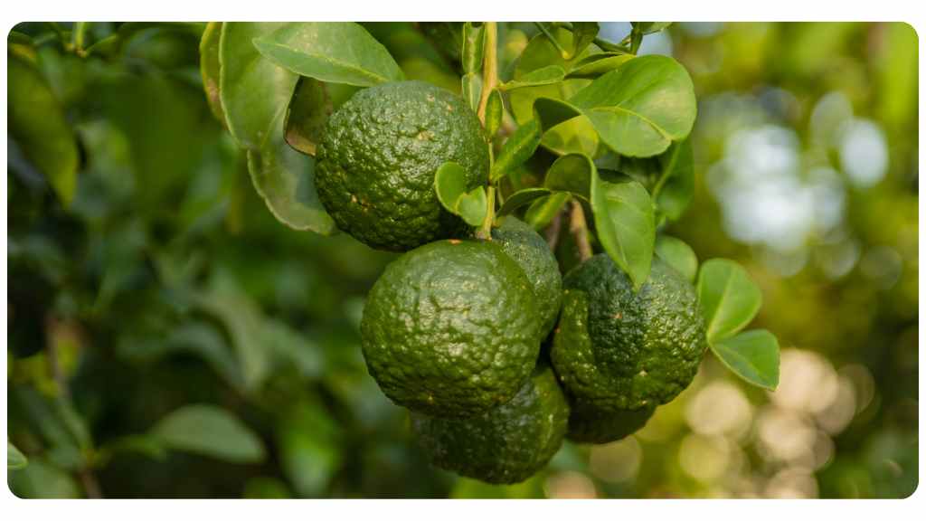 citrus bergamot vs. bitter orange - bergamot