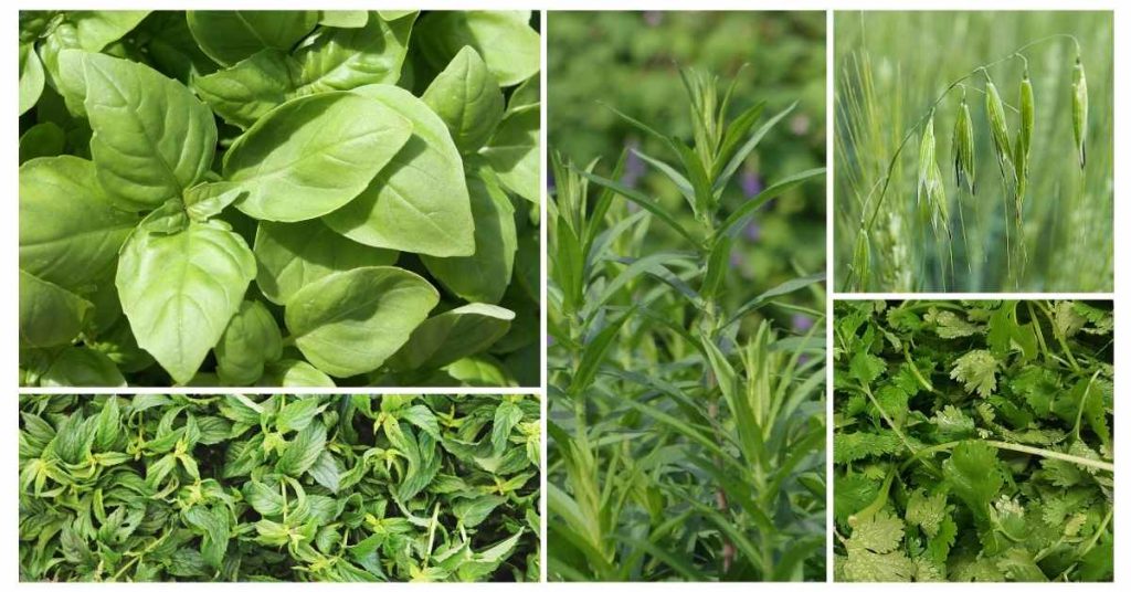 herbs high in magnesium