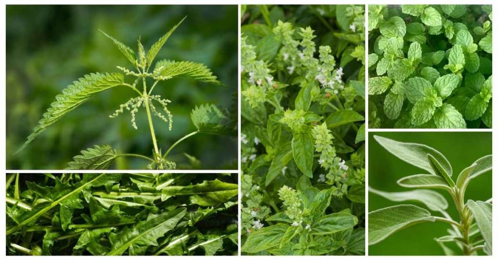 herbs high in potassium
