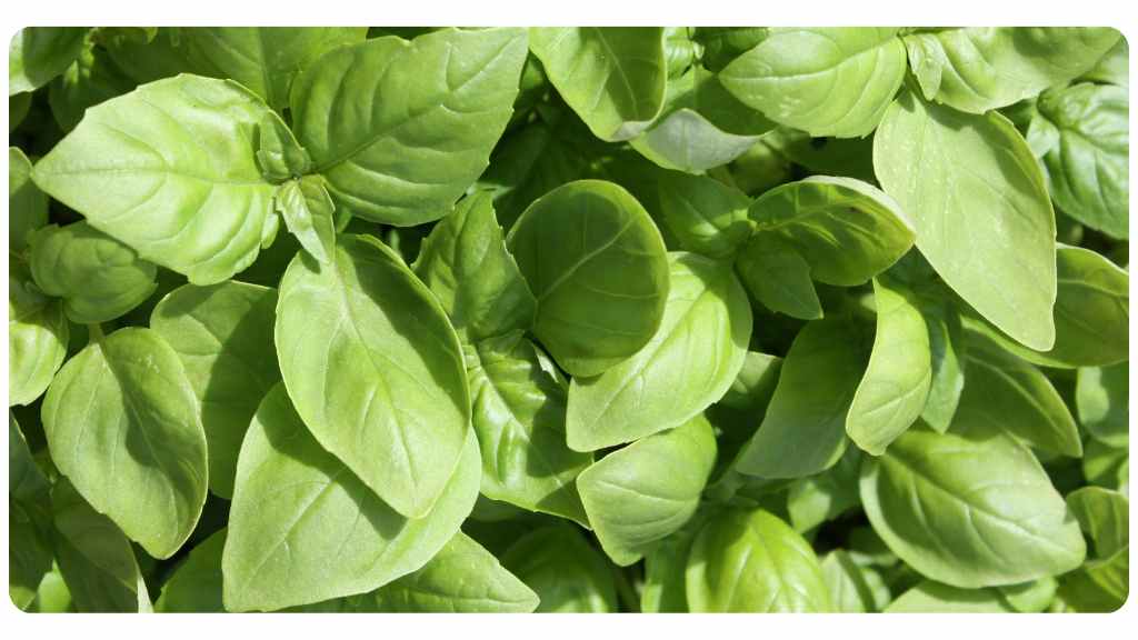 herbs with a high amount of potassium - basil
