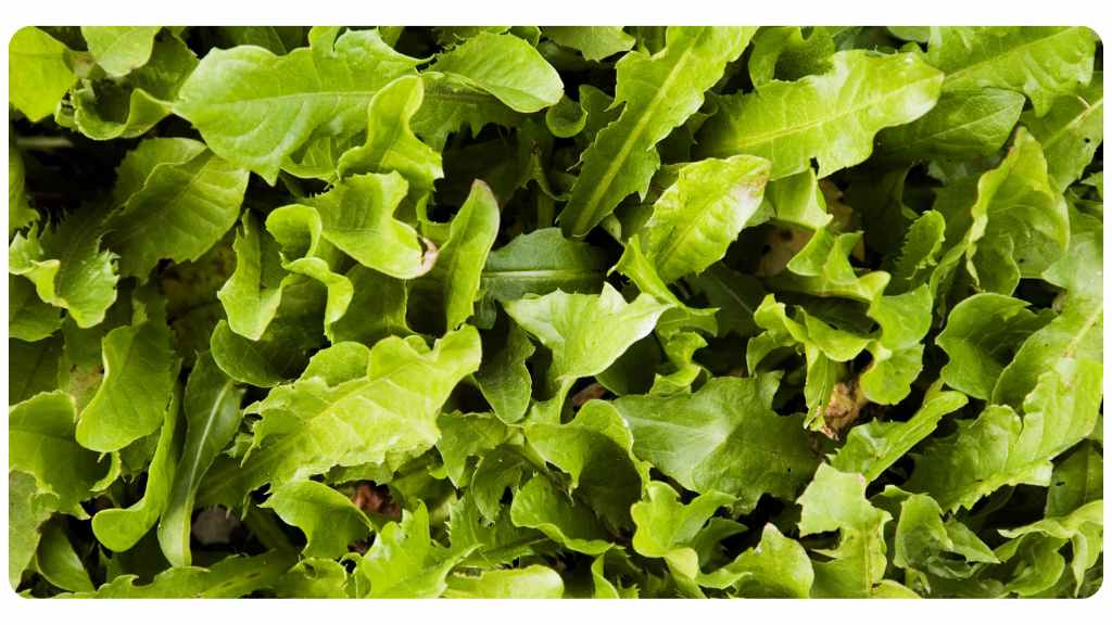 high potassium foods - dandelion