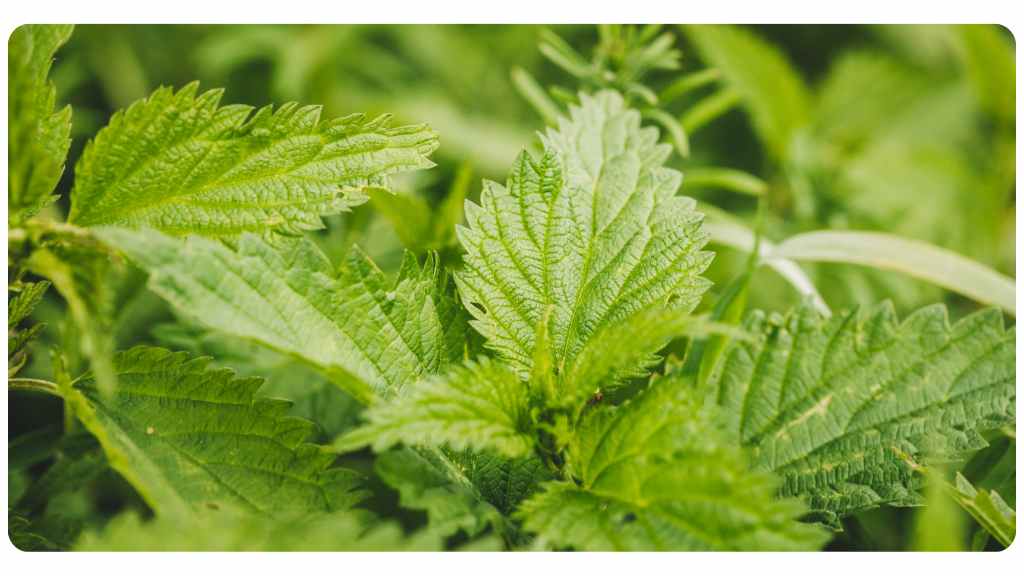 herbs high in potassium - nettle