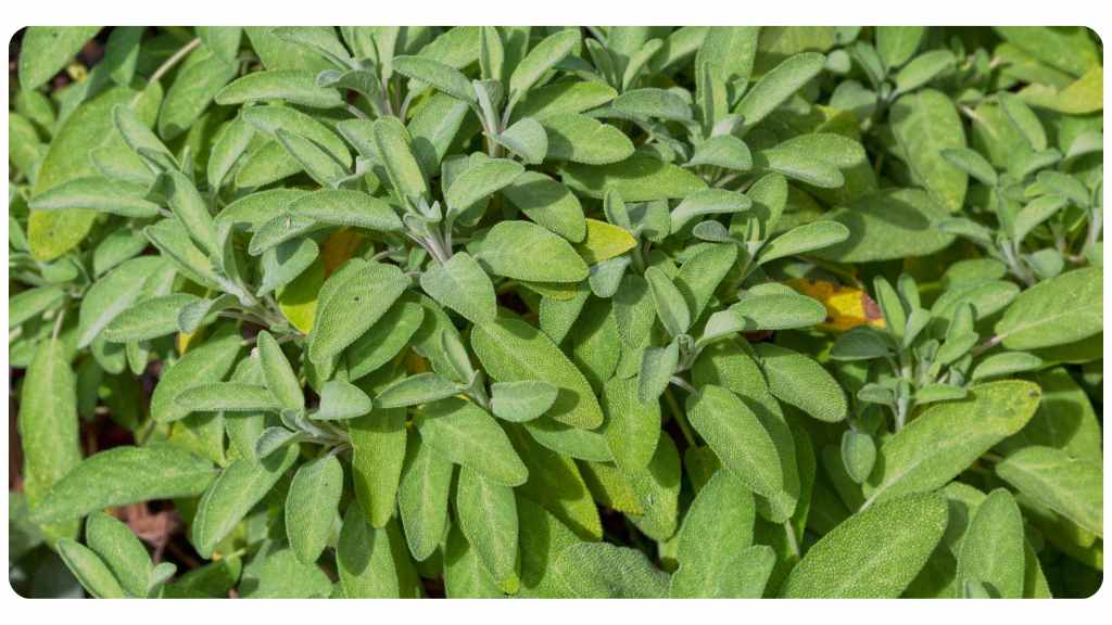 fresh herbs high in potassium - sage