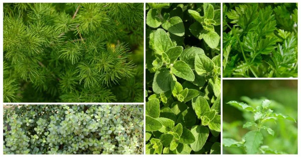 herbs high in zinc